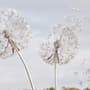 Papier peint fleurs de pissenlit