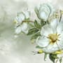 Nostalgic Magnolia Floral Wallpaper Mural