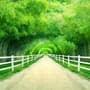 3D Look Photo Forest Landscape Wallpaper Mural