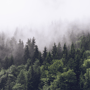 Misty Pine Forest Wallpaper Mural