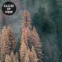 Misty Forest Wallpaper Mural