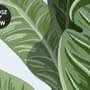 Kids Jungle View with Exotic Animals Wallpaper Mural