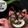 Dark Botanical Plants with Animals Wallpaper Mural
