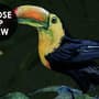 Dark Tropical Plants Wallpaper Mural