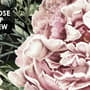 Dunkle Botanische Sanfte Blumen Fototapete