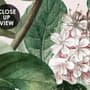 Dunkle Botanische Sanfte Blumen Fototapete