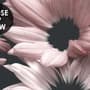 Dark Floral Garden Wallpaper Mural