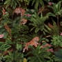 Dark Tropical Trees with Tigers Wallpaper Mural