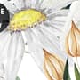 Bright Daisy Flower Bouquet with Green Leaves Wallpaper Mural