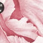 Nursery Watercolor Pink Peony Floral Blossom Wallpaper Mural