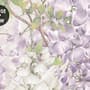 Watercolor Hanging Wisteria Flowers with Hummingbirds Wallpaper Mural 
