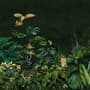 Dark Tropical Plants Wallpaper Mural