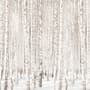 Birch Tree Forest in Winter Wallpaper Mural