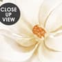 Soft Magnolia Floral Wallpaper Mural