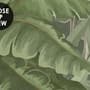 Rainforest Nature Tree Landscape Wallpaper Mural
