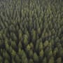 Pine Forest Landscape Wallpaper Mural