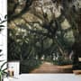 Tree Roots Wallpaper Mural