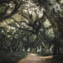 Tree Roots Wallpaper Mural