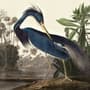 Tropical Landscape Blue Heron Wallpaper Mural