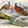 Historische Vintage-Pfau-Fototapete
