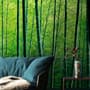 Bamboo Forest Wallpaper Mural