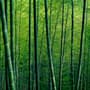 Bamboo Forest Wallpaper Mural