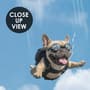 Kids Playful Animal Skydiving Wallpaper Mural