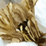 Papier peint panoramique floral pivoine peinture à l'huile vintage 