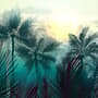 Tropical Palm Trees and Sunlight Wallpaper Mural