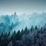 Misty Forest View Wallpaper Mural