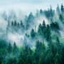 Foggy Pine Forest Wallpaper Mural