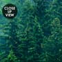 Foggy Pine Forest Wallpaper Mural