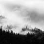 Misty Dark Forest Landscape Wallpaper Mural