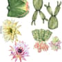 Watercolor Pink Yellow Cactus Florals Wall Decal Sticker